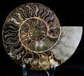 Cut And Polished Ammonite Fossil (Half) #23619-1